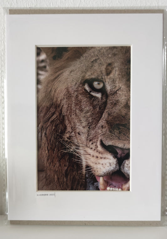 Untamed Gaze